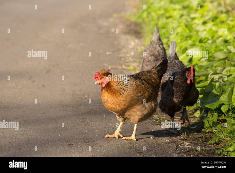 Chicken road españa, chicken road online